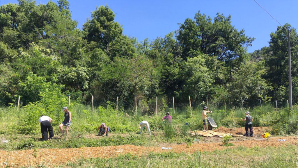 Food forest