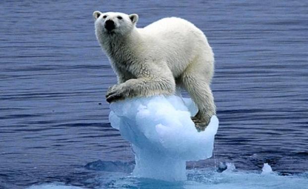 Orso polare su acqua che recede