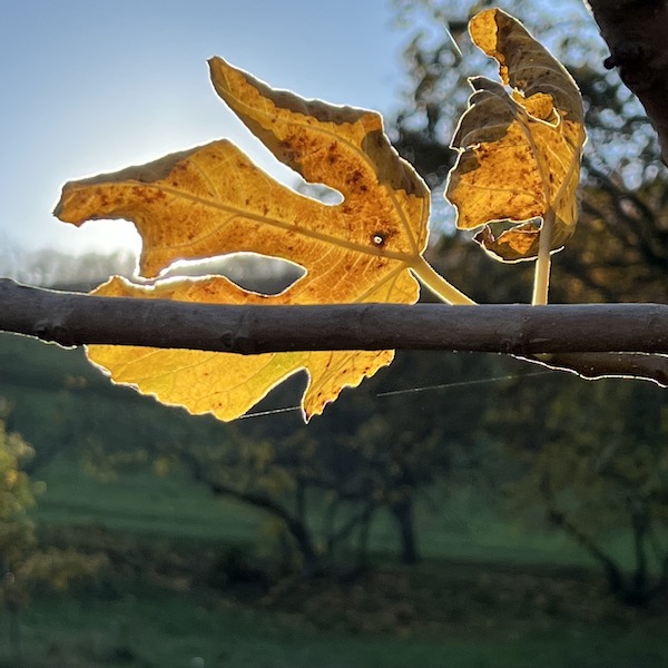 foglia di fico natura