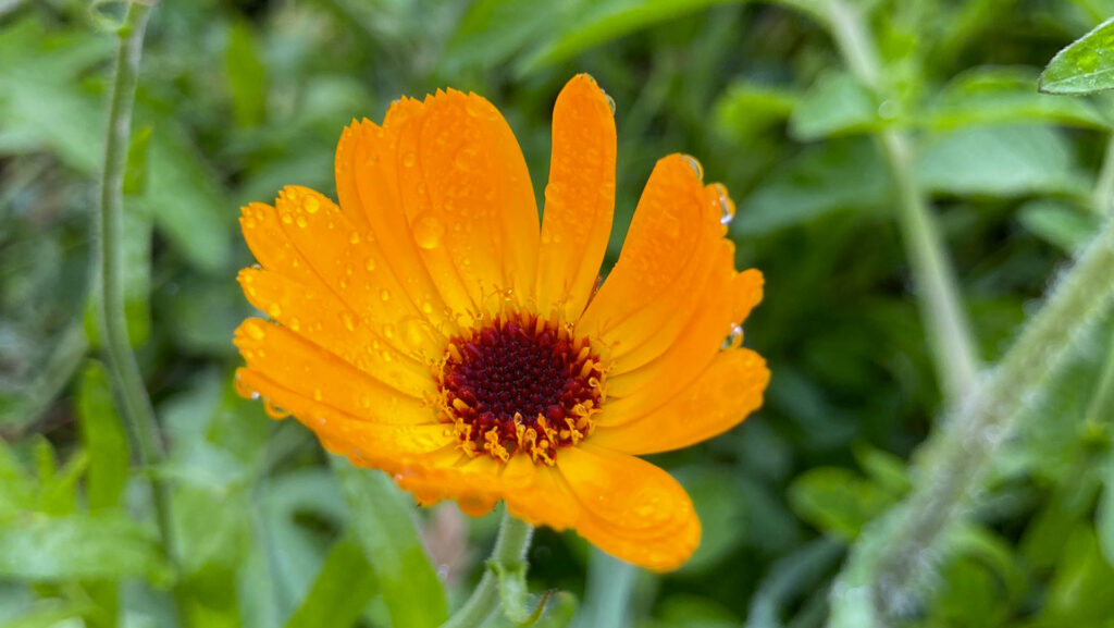 calendula a servizio della vita