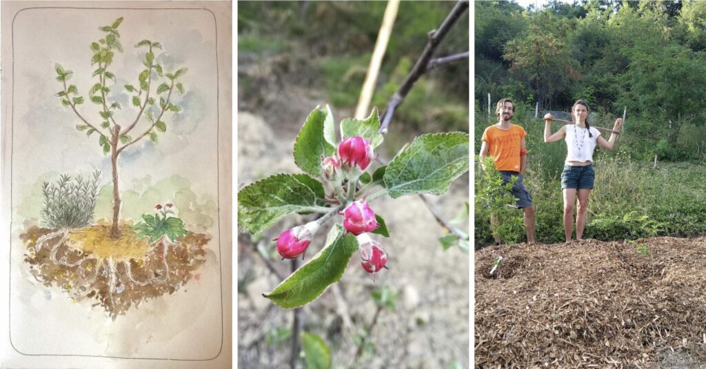 Regali un albero, crei un bosco