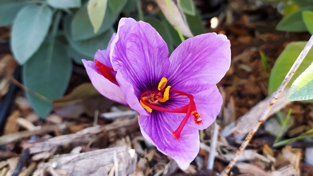 Pardesa practice center