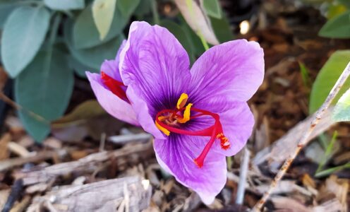 Azione spirituale, azione di pace: Ritiro di presenza mentale a Pardesa