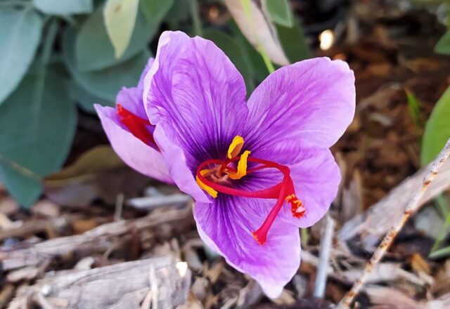 Pardesa practice center