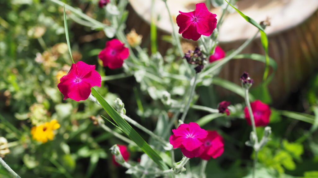 Un fiore sboccia