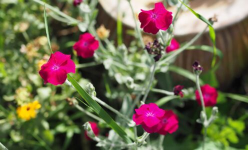 Un fiore sboccia: Ritiro per la comunità arcobaleno italiana