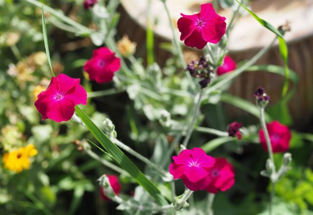 Un fiore sboccia